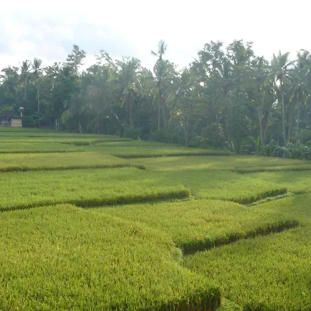 Pondok Tropical Guest House 1